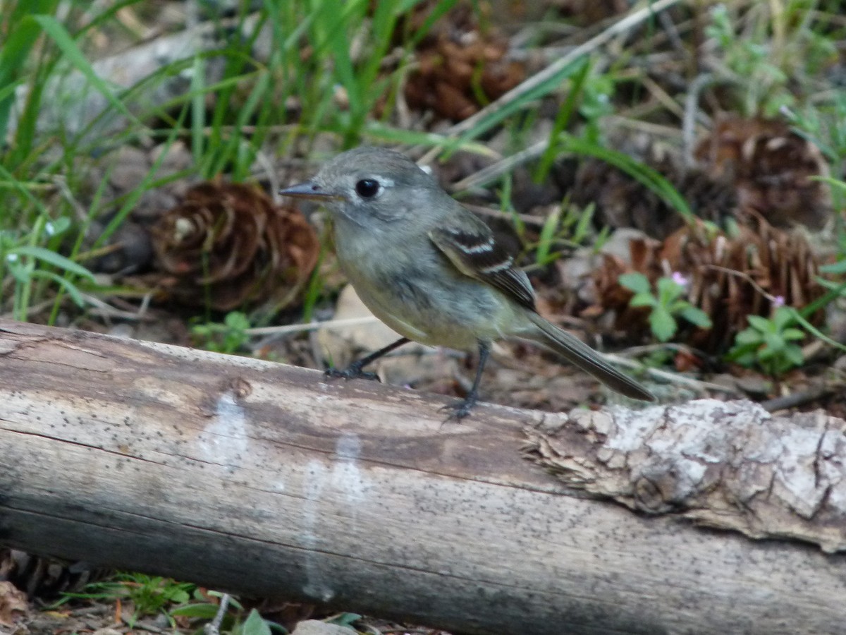 Dusky Flycatcher - ML644265947