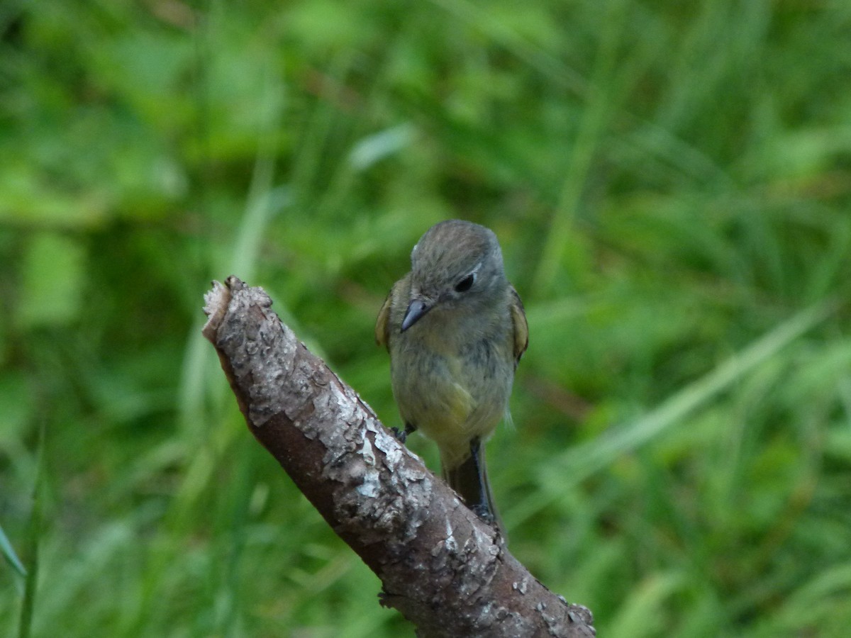 Dusky Flycatcher - ML644265948