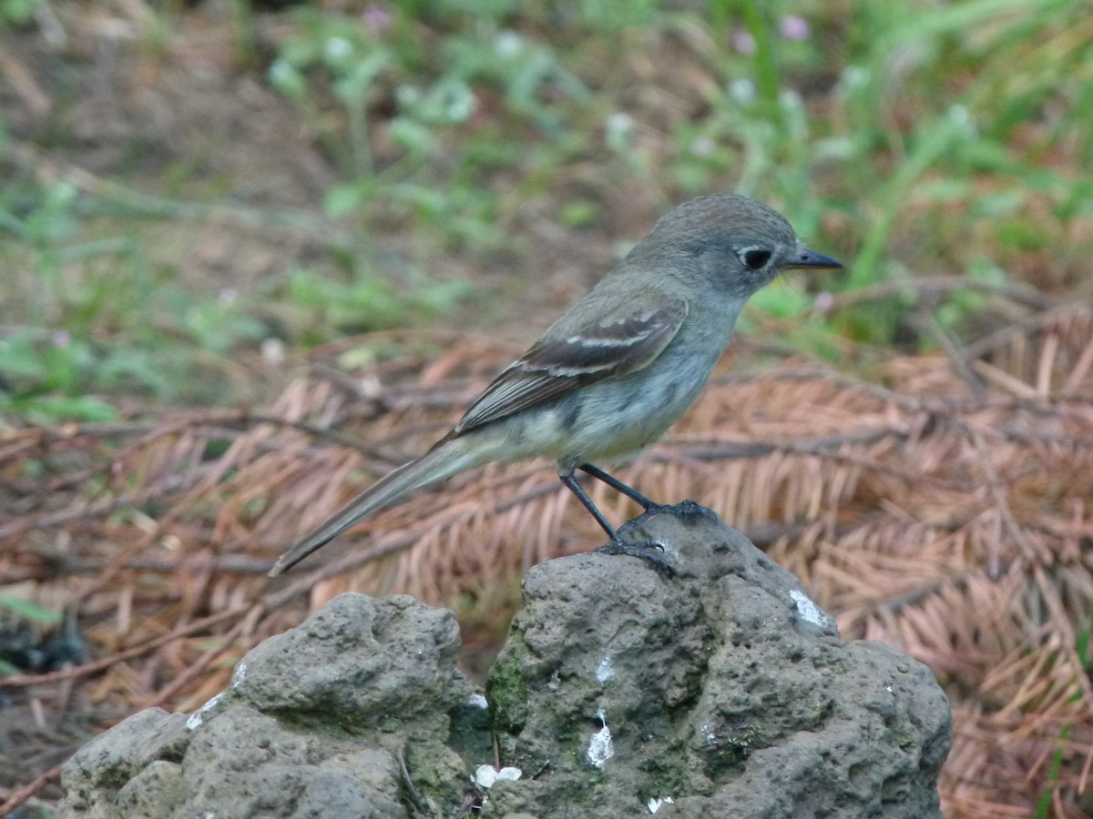 Dusky Flycatcher - ML644265950