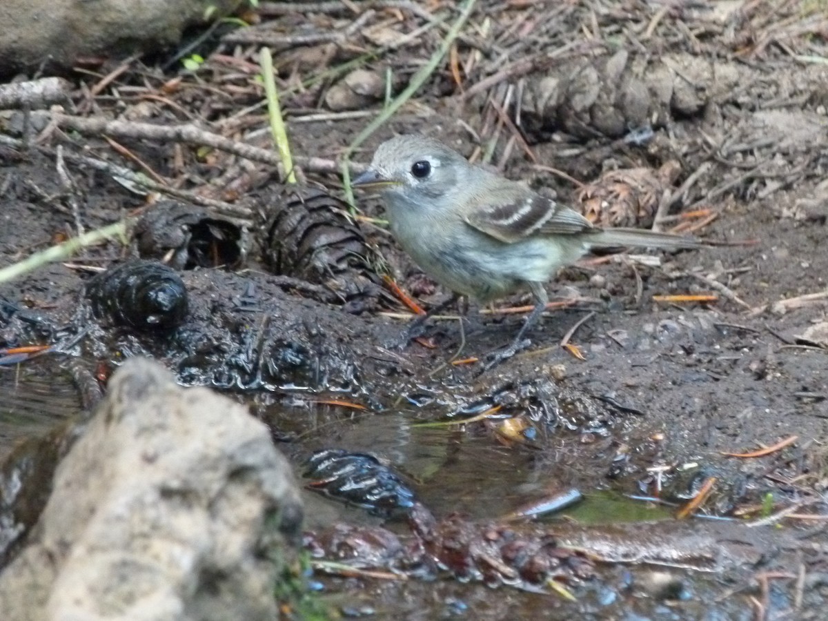Dusky Flycatcher - ML644265951