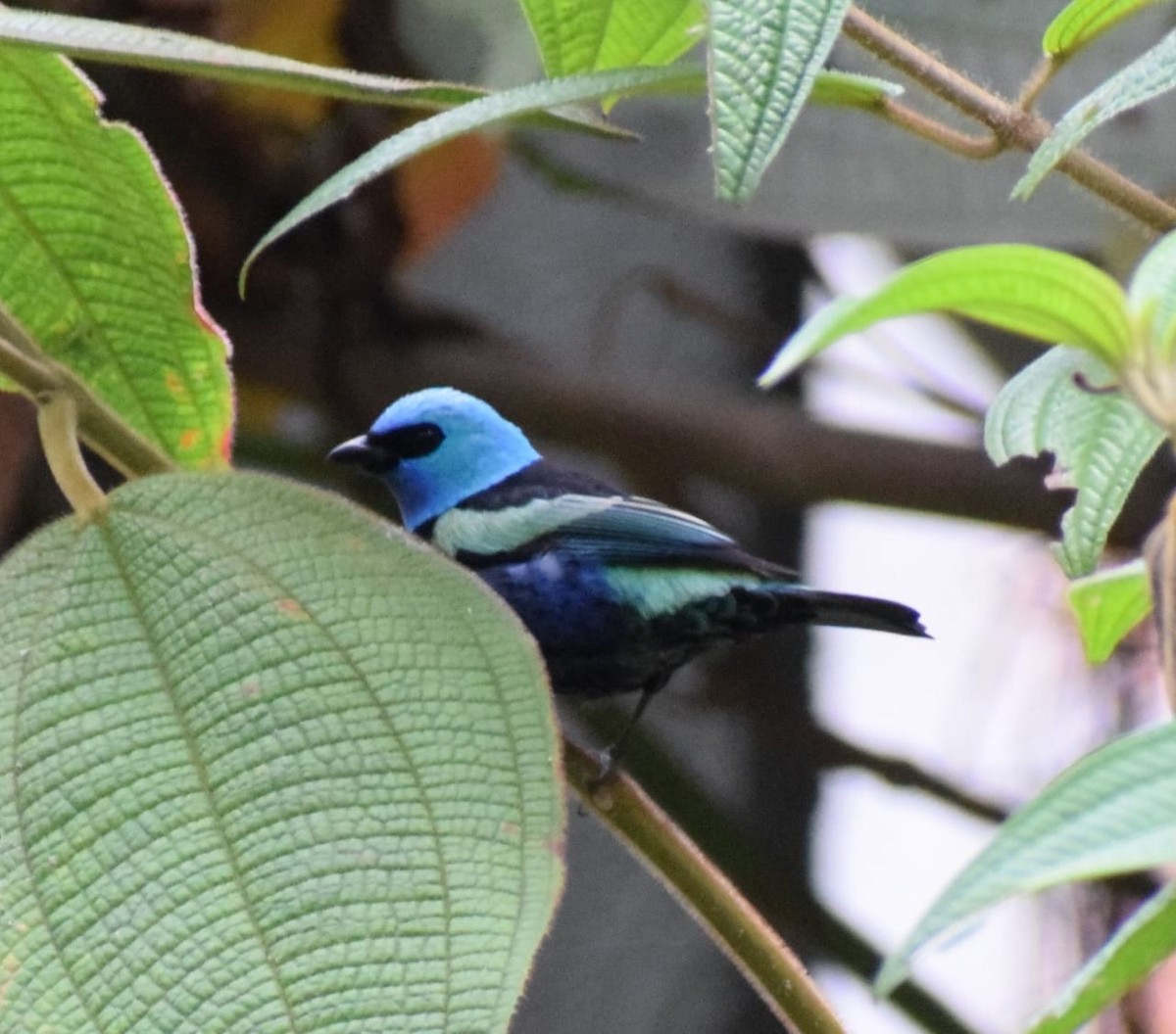 Blue-necked Tanager - ML644265952