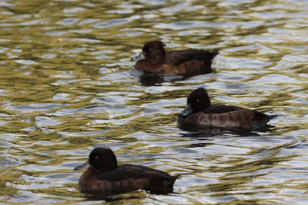 polák chocholačka - ML644265953