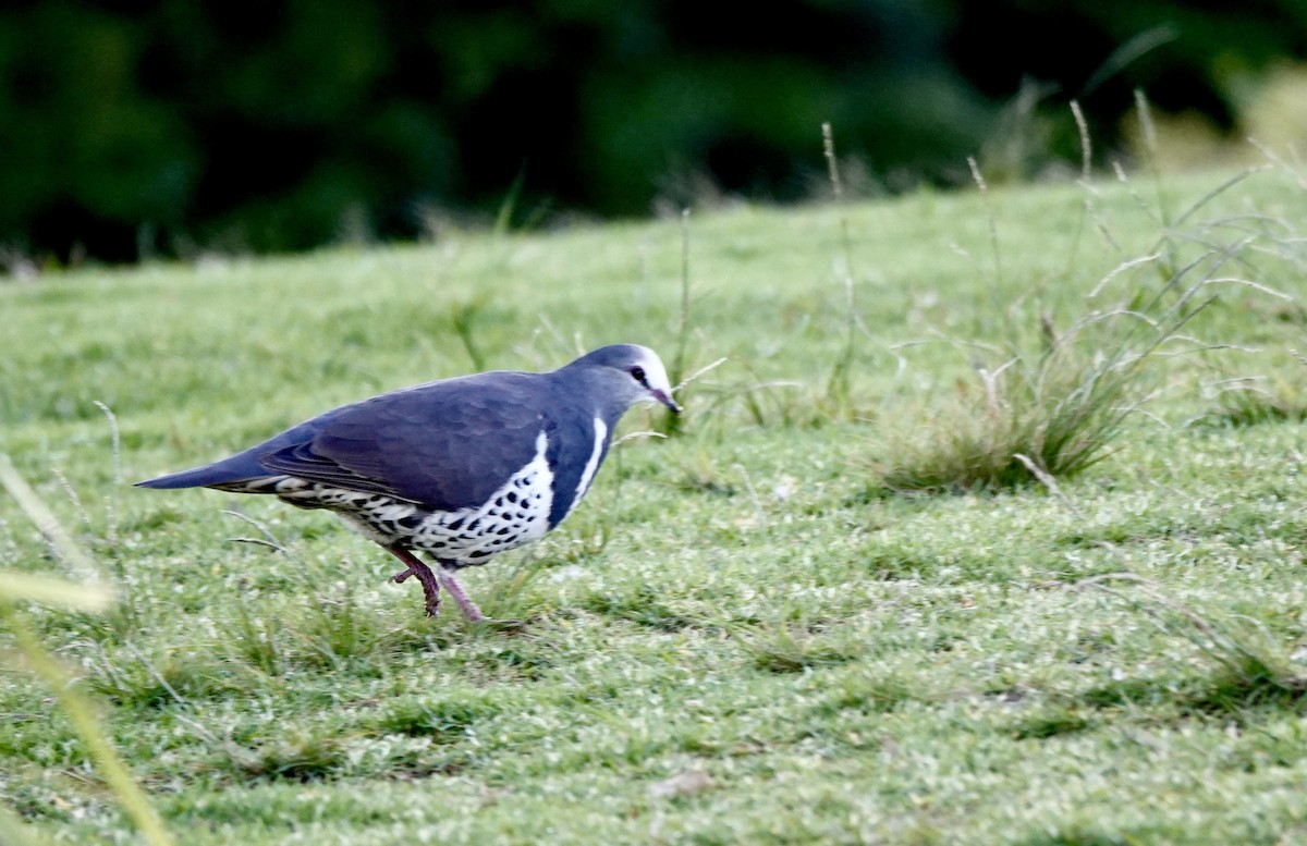 Вонга - ML644265964