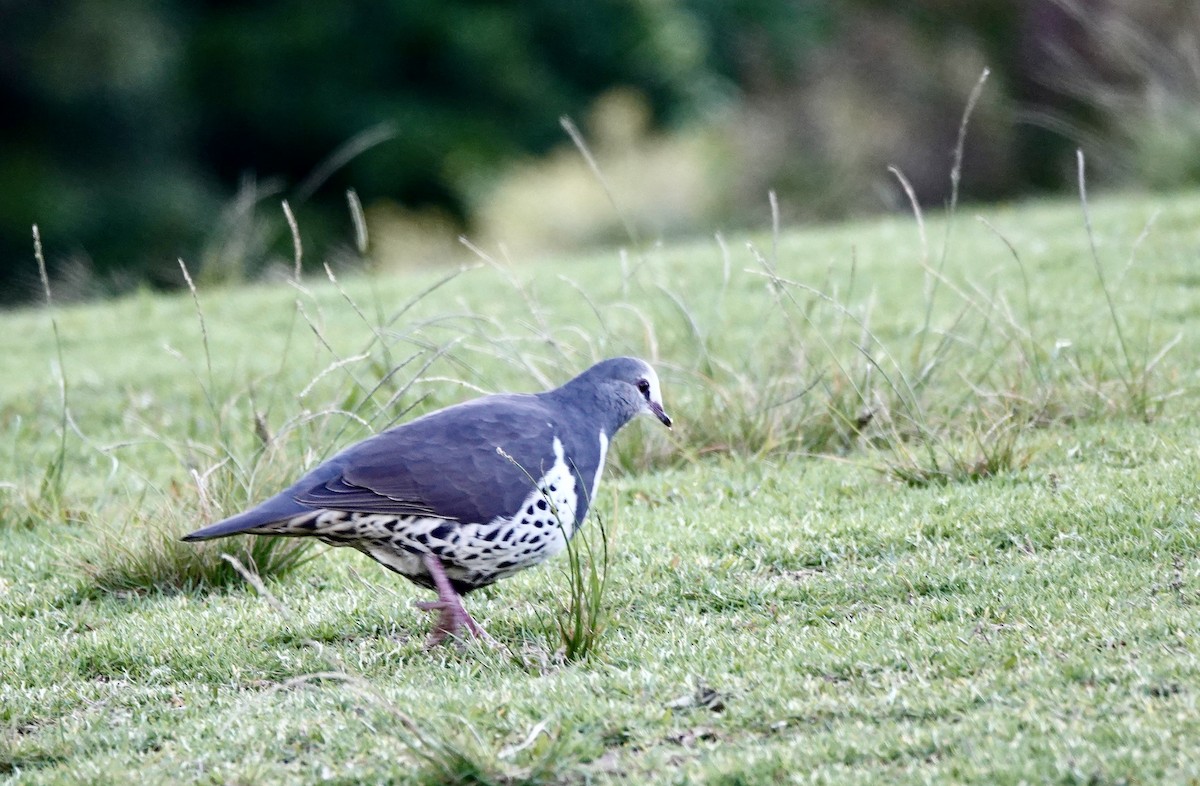 Вонга - ML644265965