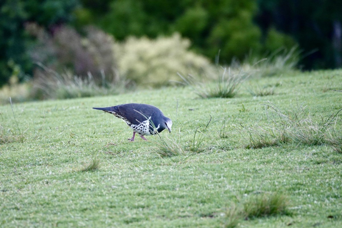 Вонга - ML644265966