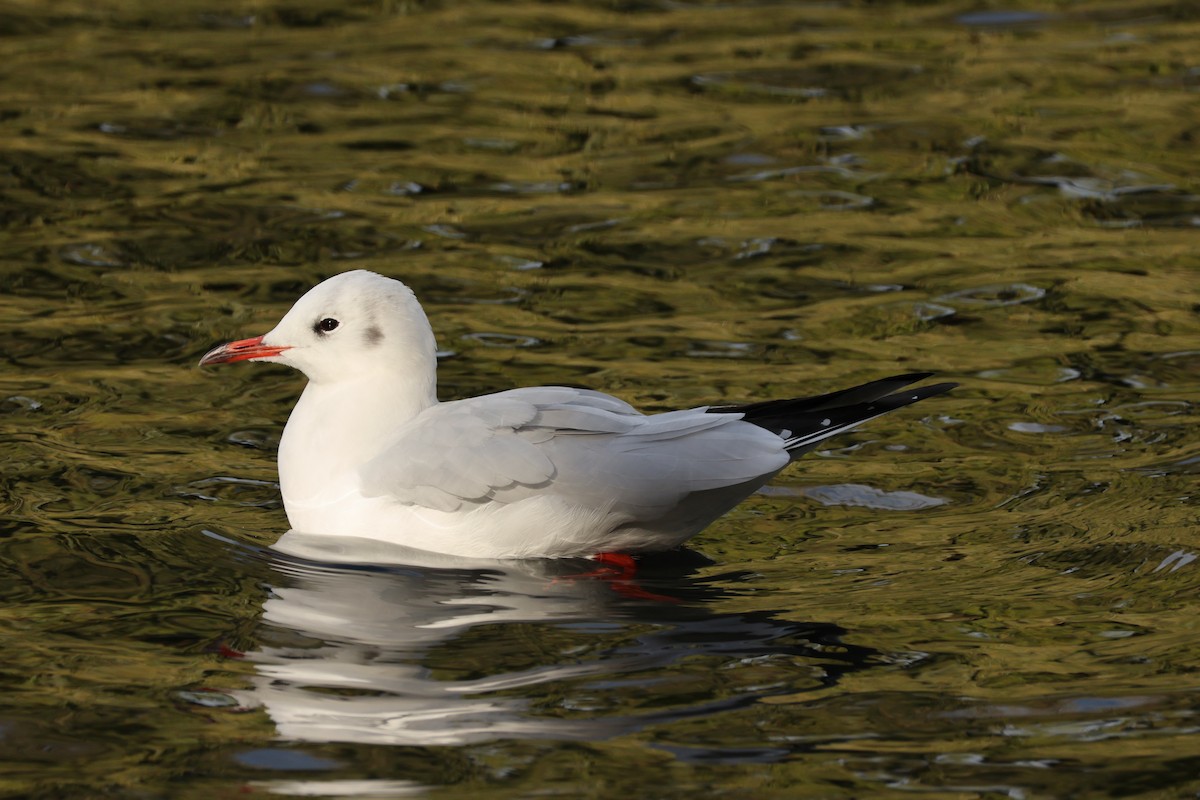 racek chechtavý - ML644265974