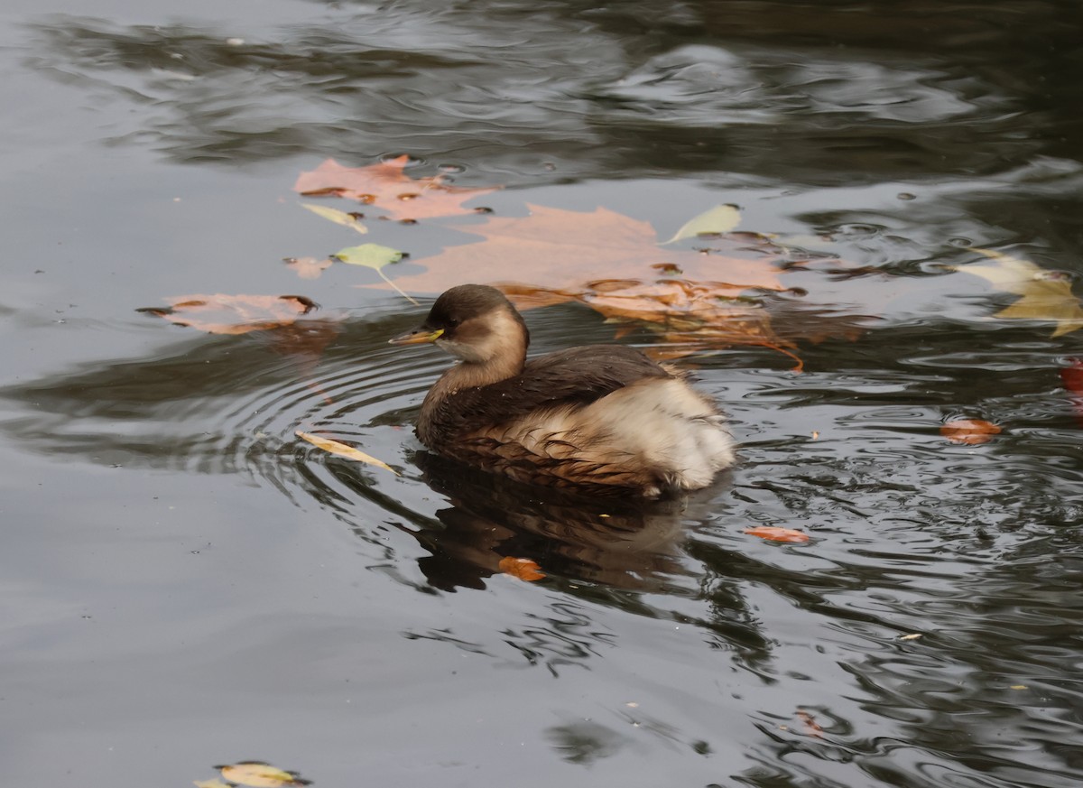 potápka malá - ML644265982