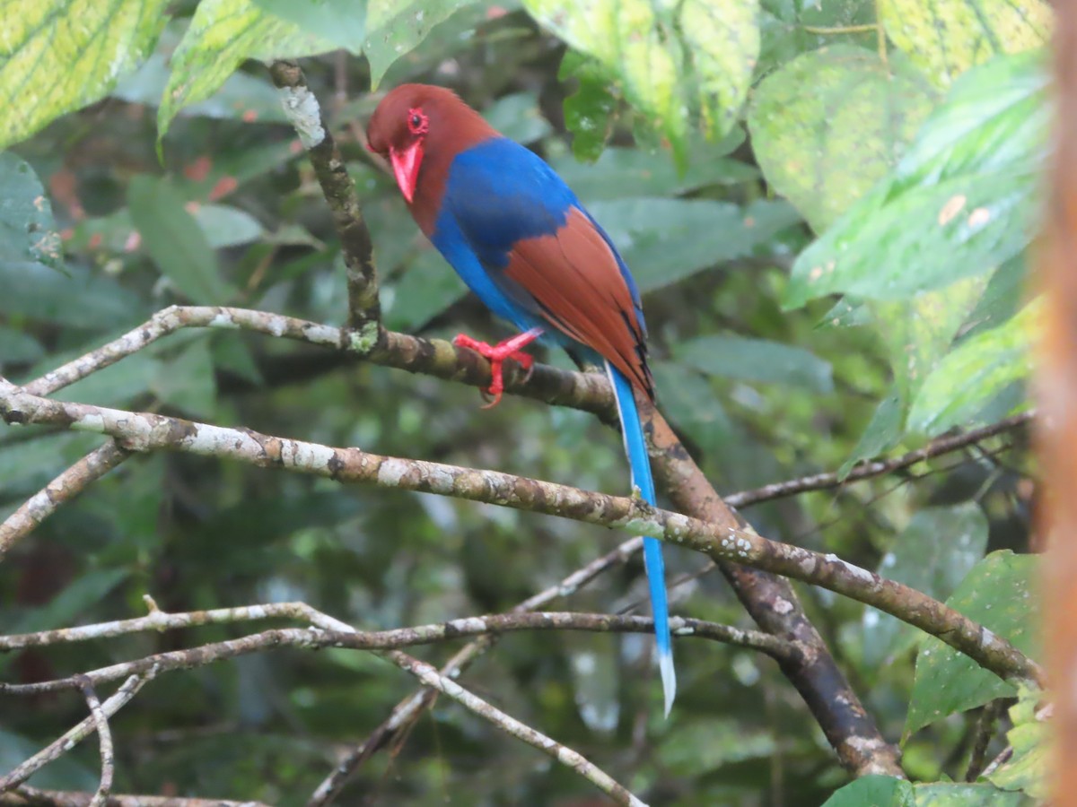 セイロンサンジャク - ML644265986