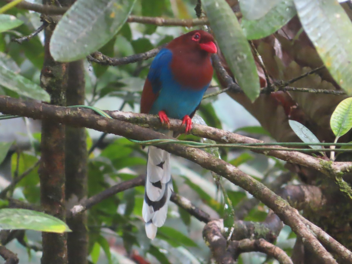 セイロンサンジャク - ML644265988