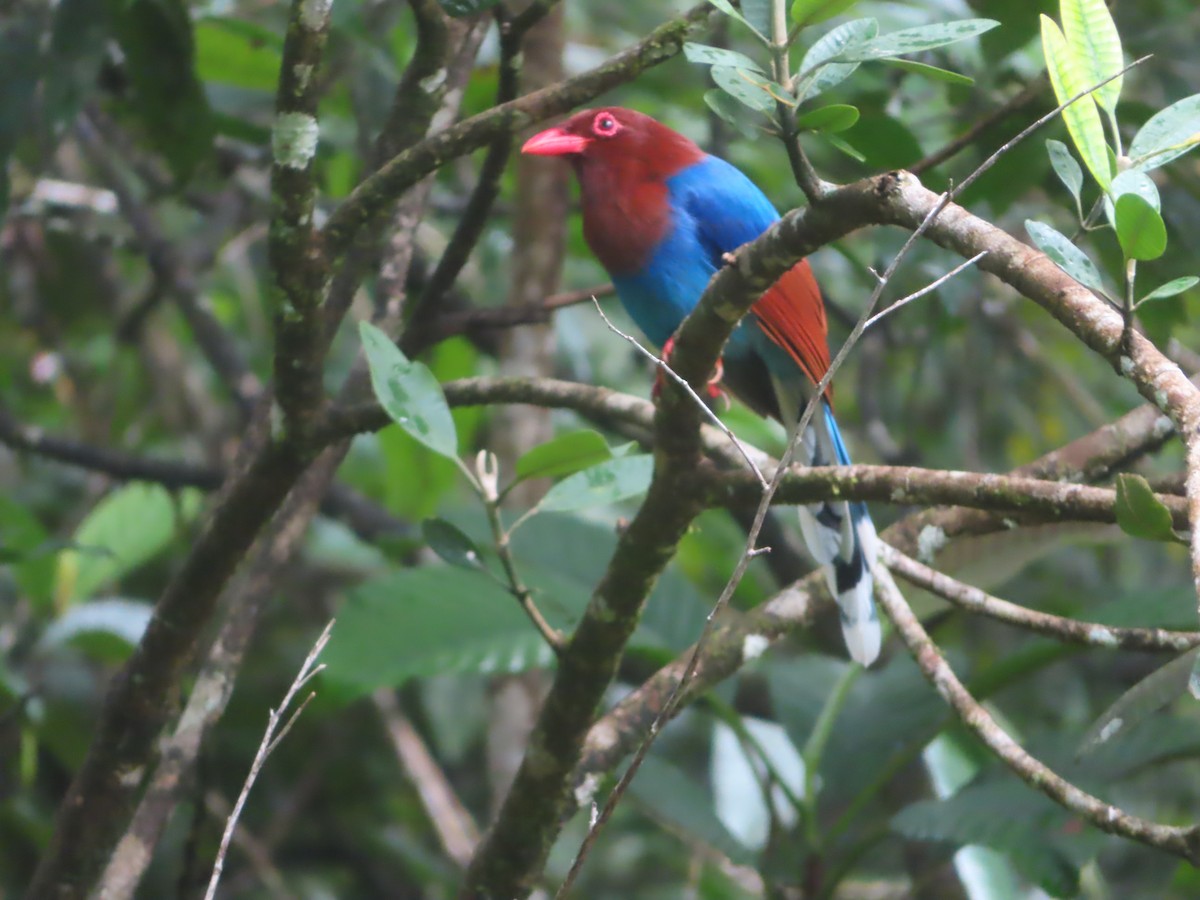 セイロンサンジャク - ML644265989