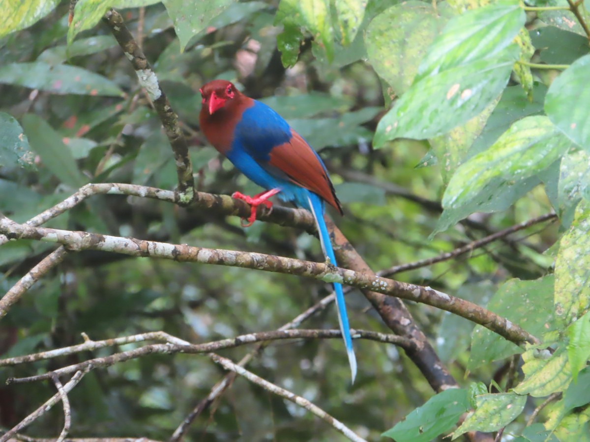 セイロンサンジャク - ML644265990