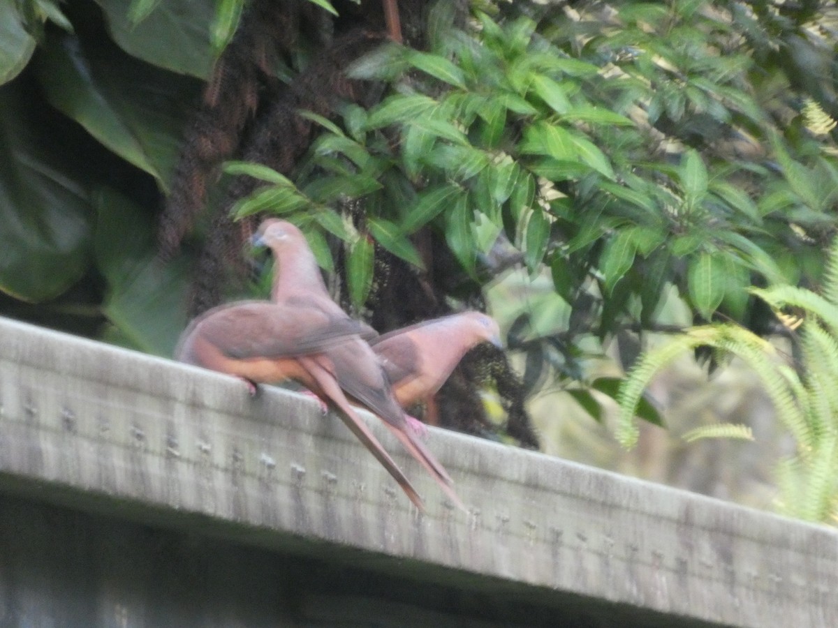 Brown Cuckoo-Dove - ML644265993