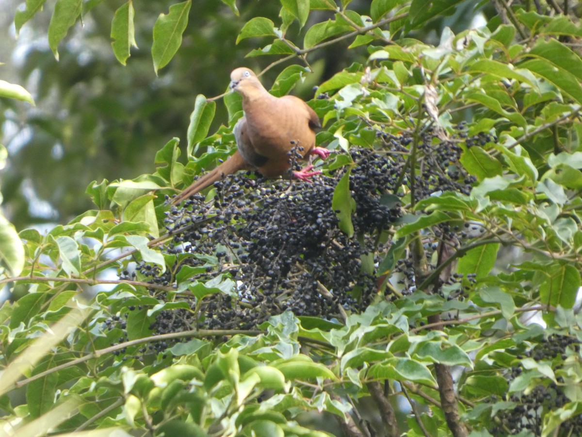 Brown Cuckoo-Dove - ML644265995