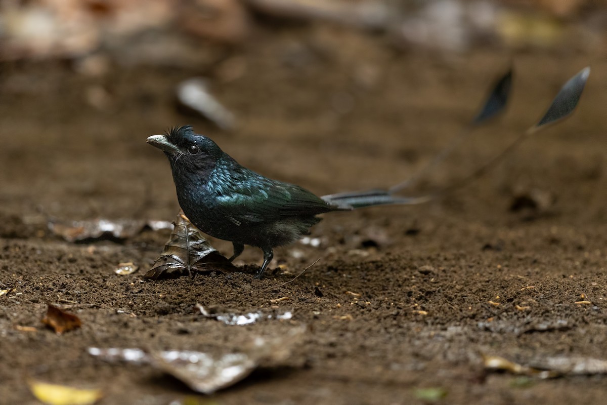 Greater Racket-tailed Drongo - ML644265996