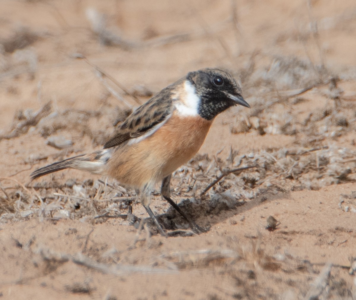 European Stonechat - ML644265999