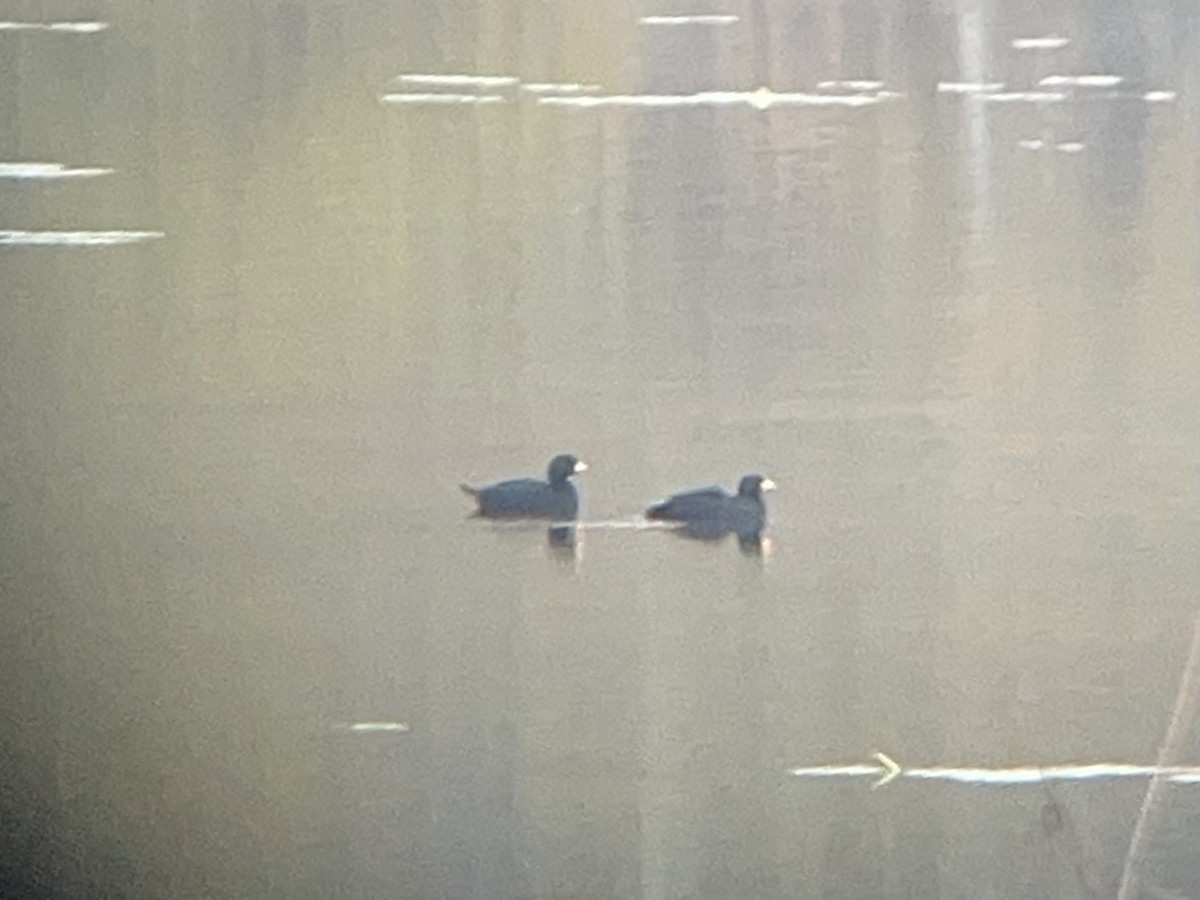 Black Scoter - ML644266002