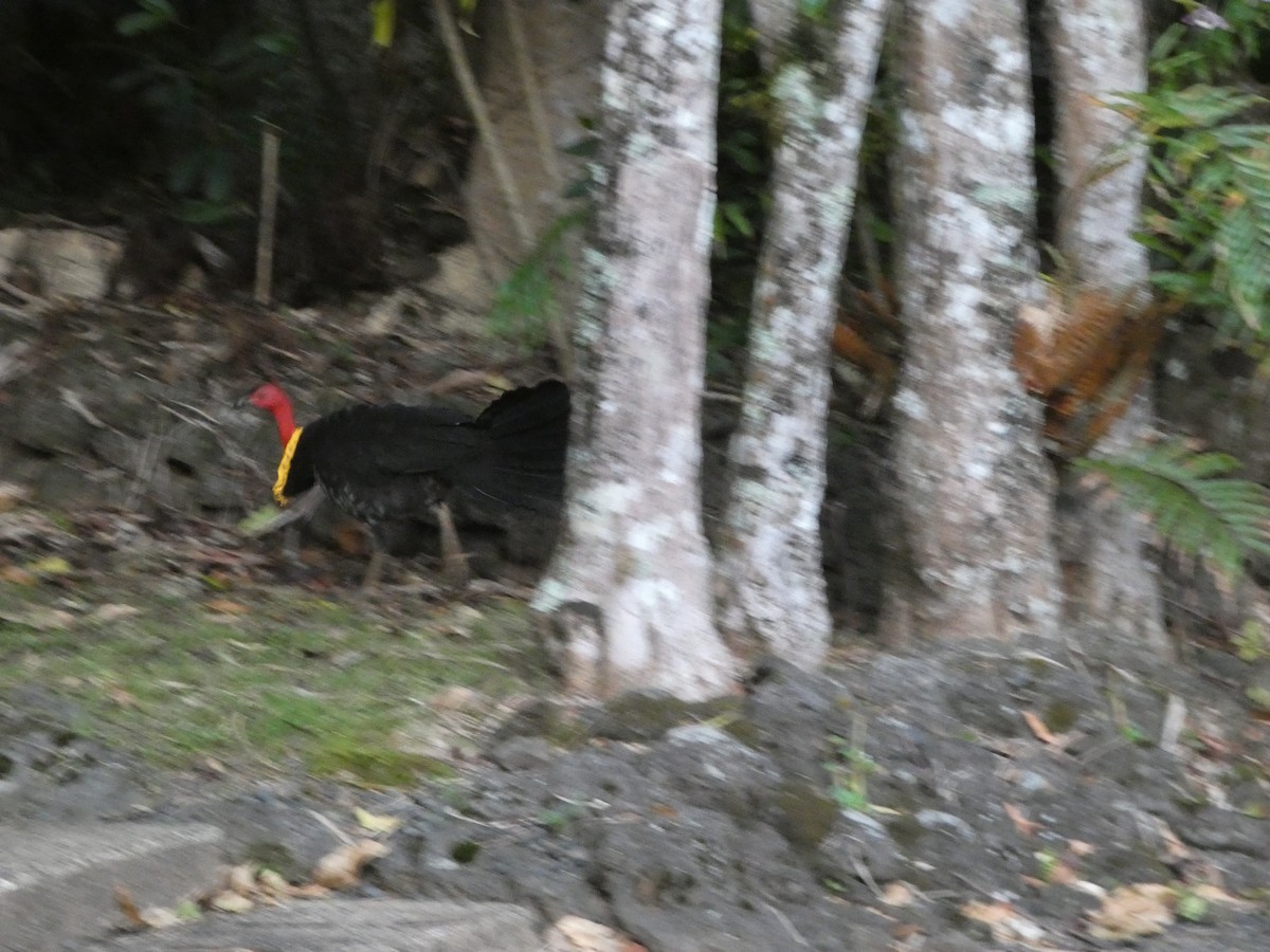 Australian Brushturkey - ML644266004