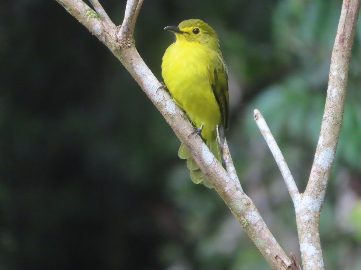 Yellow-browed Bulbul - ML644266005