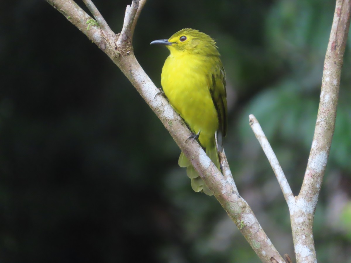 Yellow-browed Bulbul - ML644266006