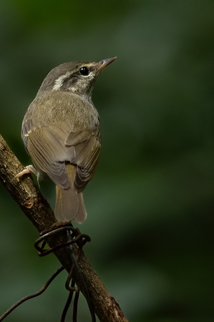 Цэгээн дагзат дууч шувуу - ML644266010