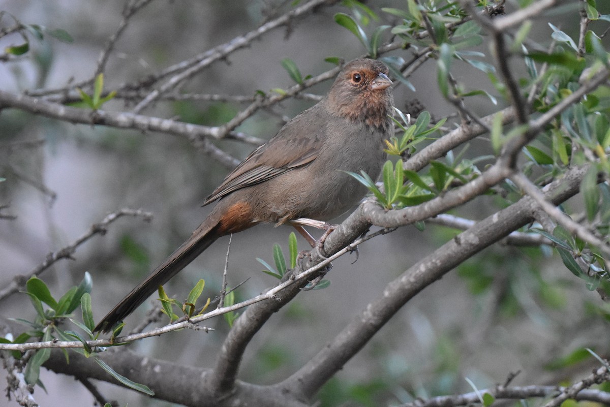 California Towhee - ML644266011