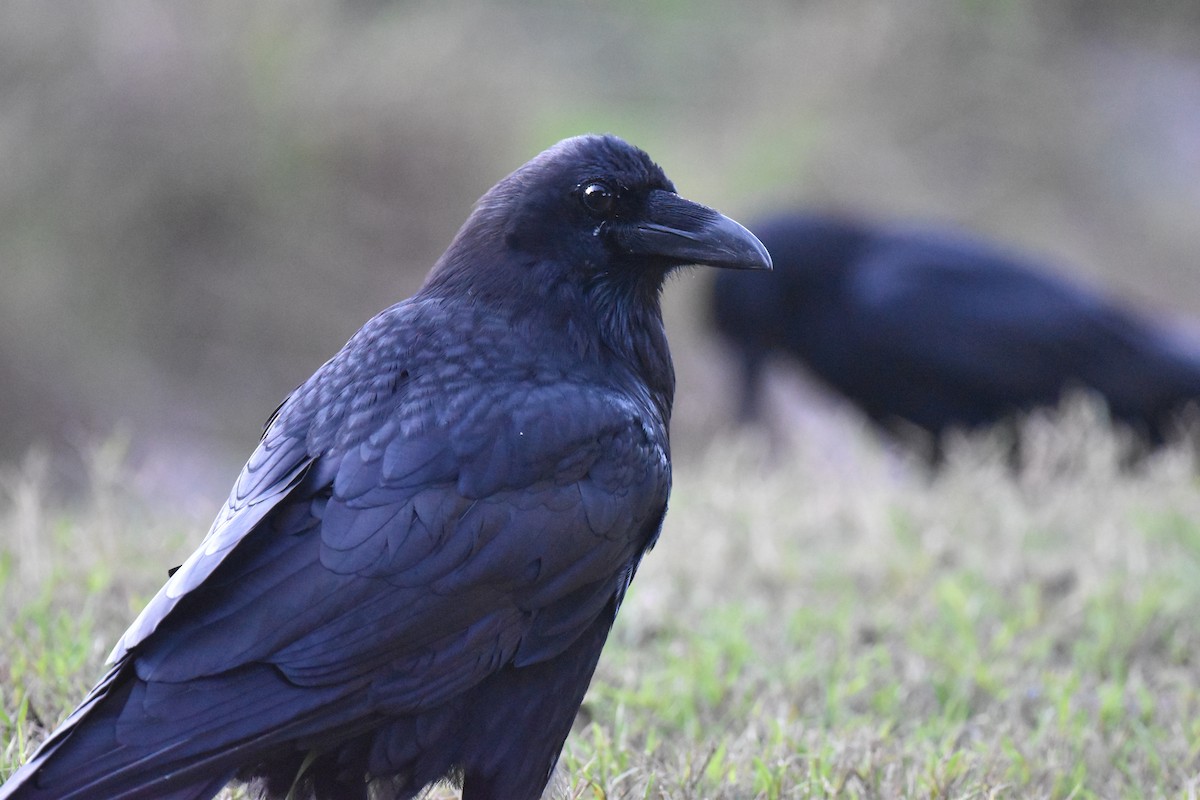 Cuervo Grande - ML644266012