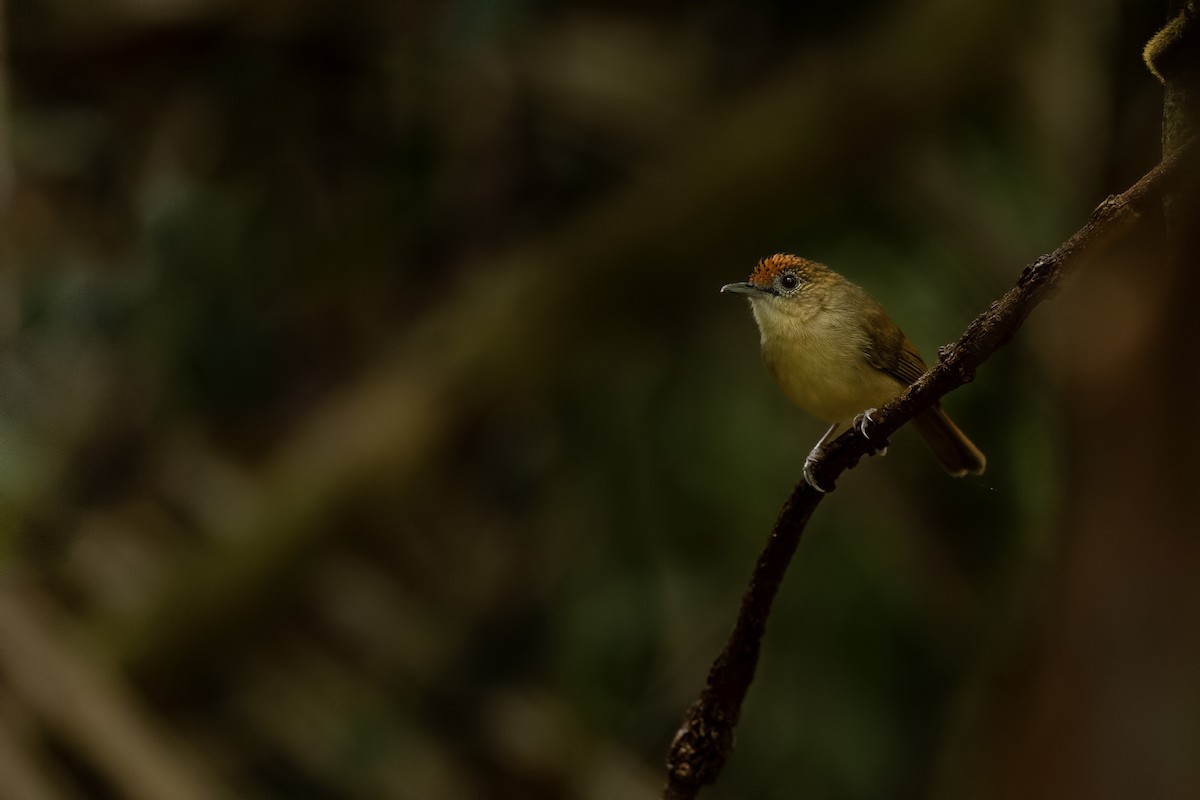Scaly-crowned Babbler - ML644266027