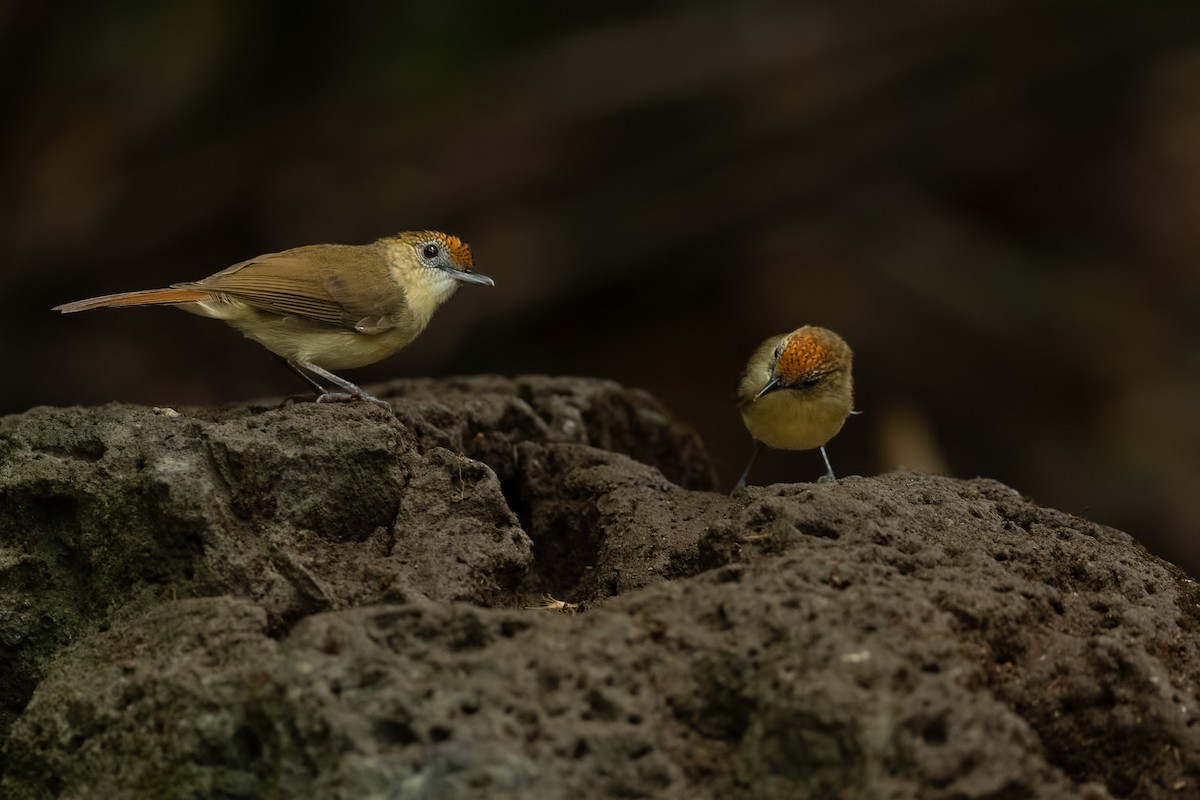 Scaly-crowned Babbler - ML644266028