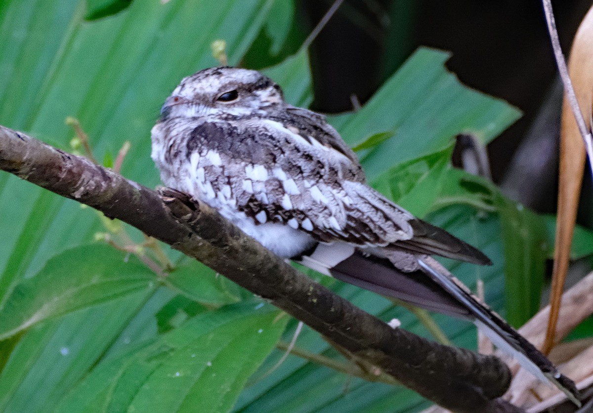 Трезубцехвостый козодой - ML644266038