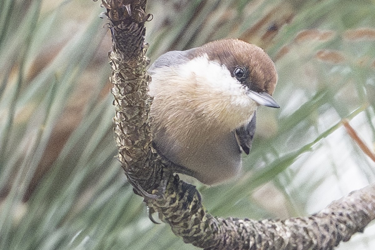 brhlík hnědohlavý - ML644266041