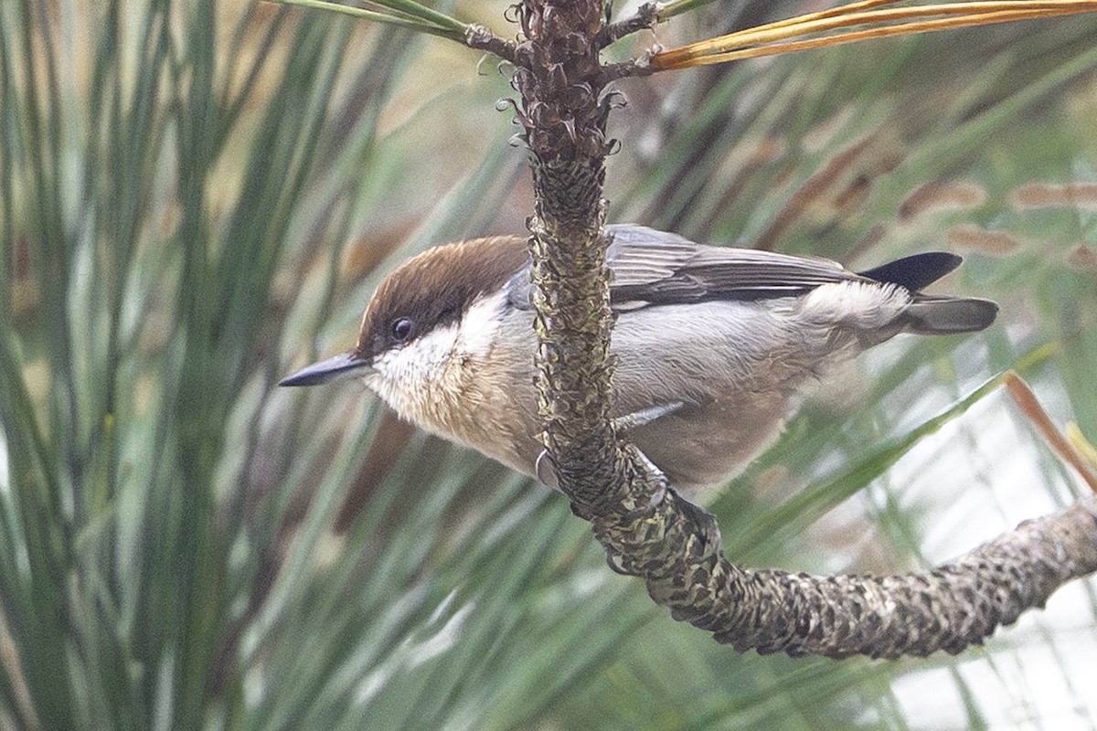 brhlík hnědohlavý - ML644266042