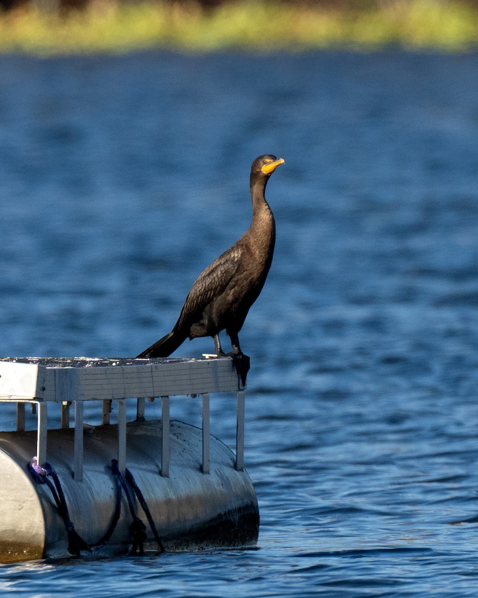 Cormorán Orejudo - ML644266046