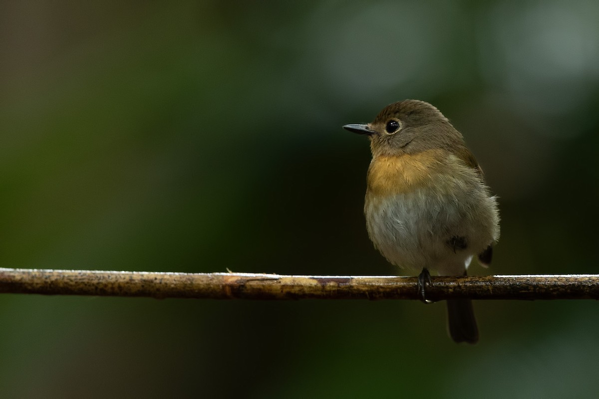 Indochinese Blue Flycatcher - ML644266047