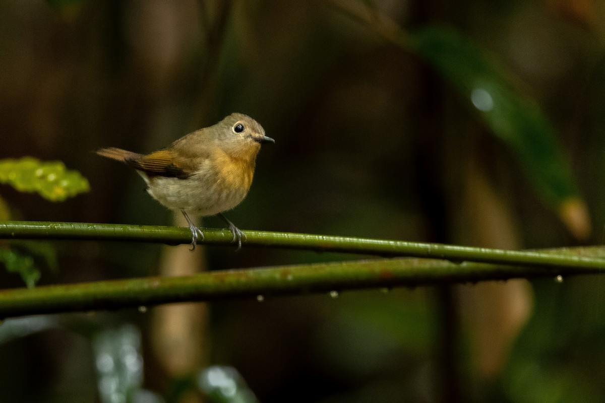 Indochinese Blue Flycatcher - ML644266048