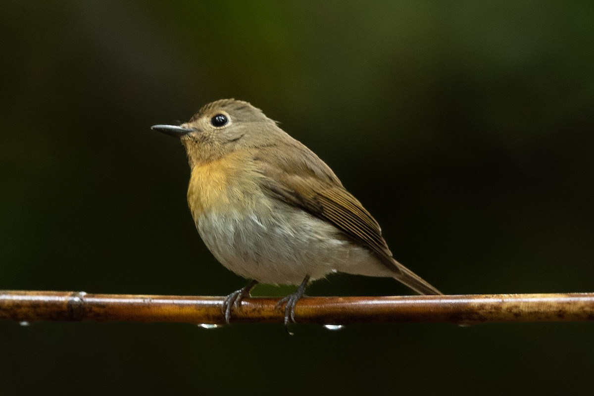 Indochinese Blue Flycatcher - ML644266049
