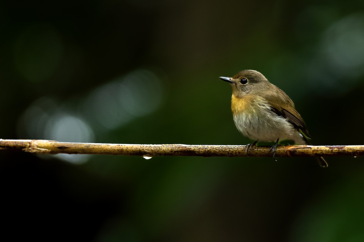 Indochinese Blue Flycatcher - ML644266050