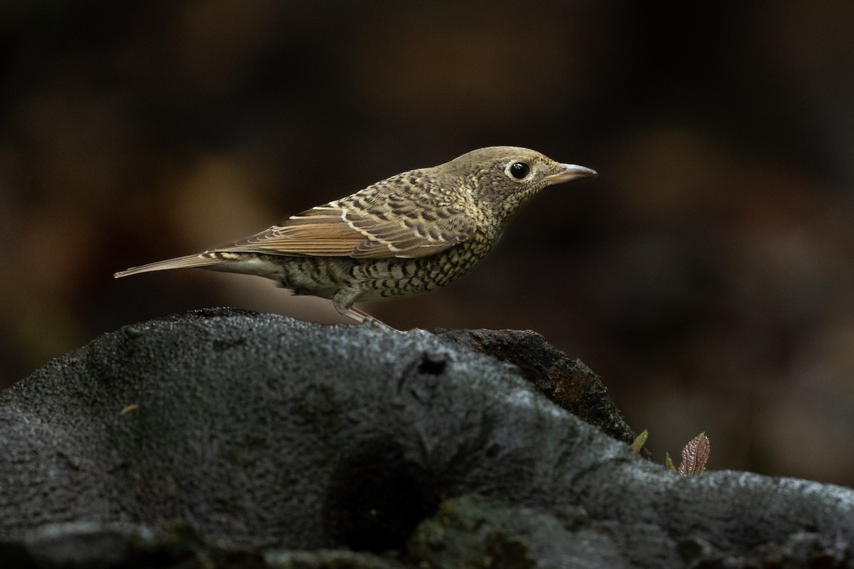 Ak Boğazlı Taşkızılı - ML644266058