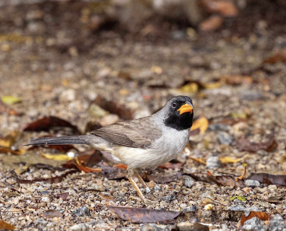 Black-throated Saltator - ML644266060