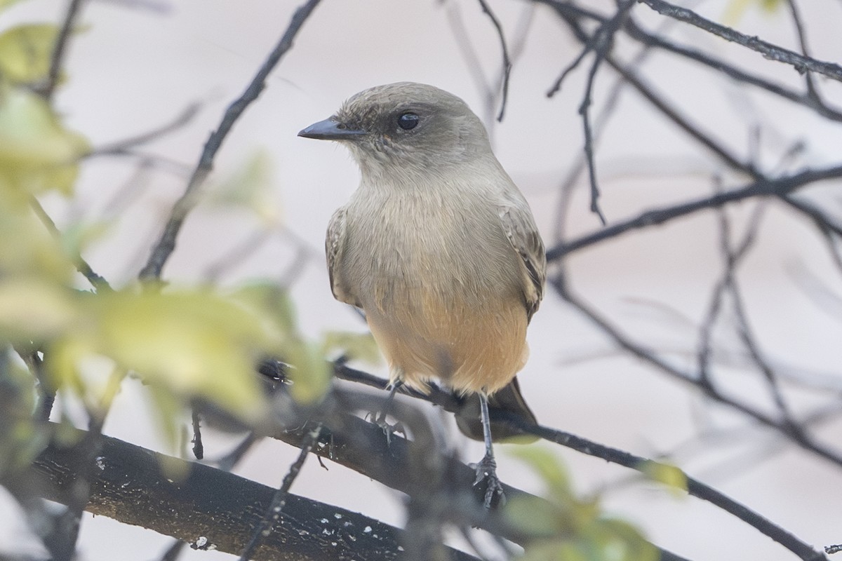 Zimtbauch-Phoebetyrann - ML644266069