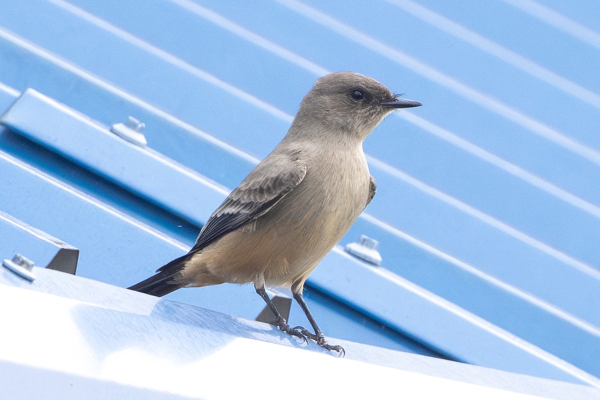 Zimtbauch-Phoebetyrann - ML644266070