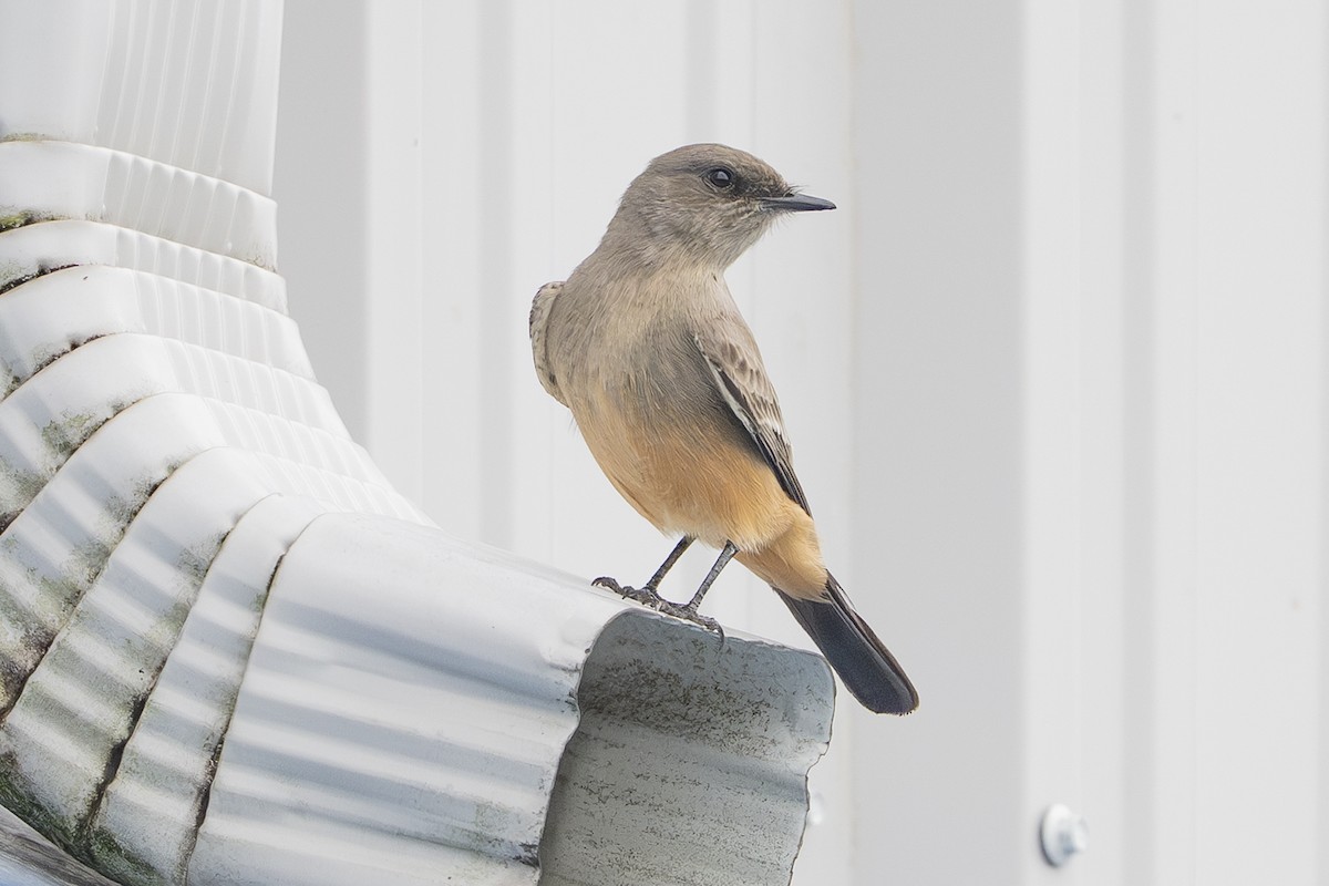 Zimtbauch-Phoebetyrann - ML644266071