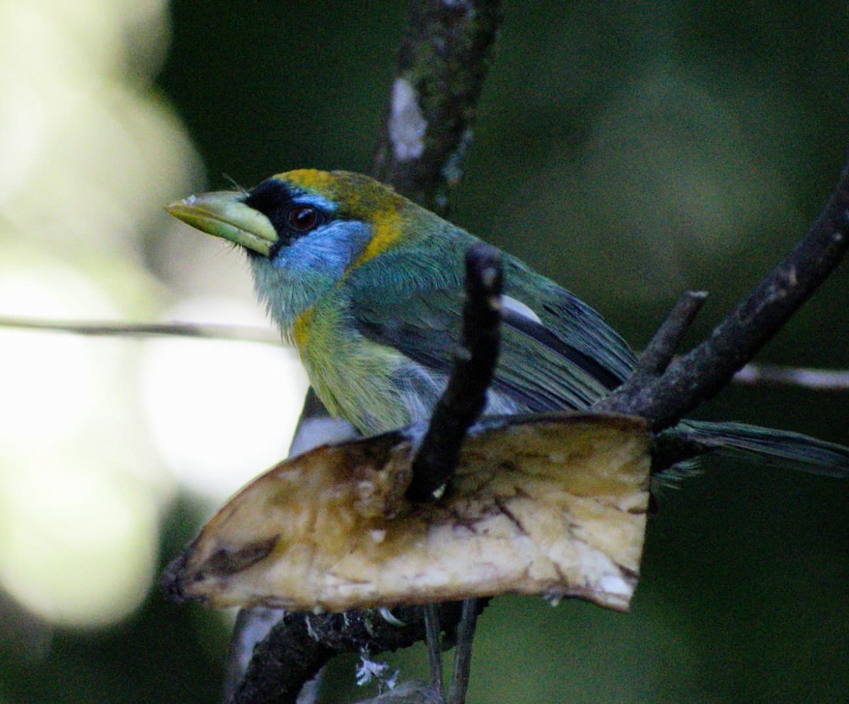Red-headed Barbet - ML644266073