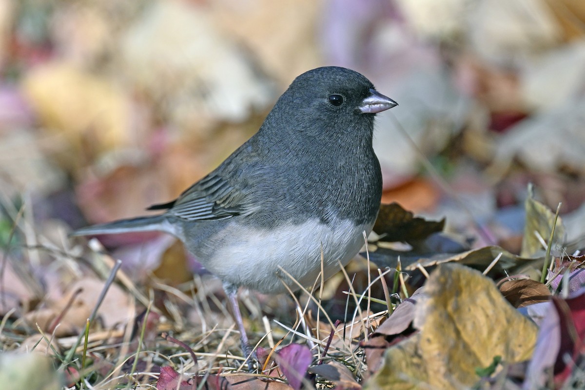 strnadec zimní - ML644266088