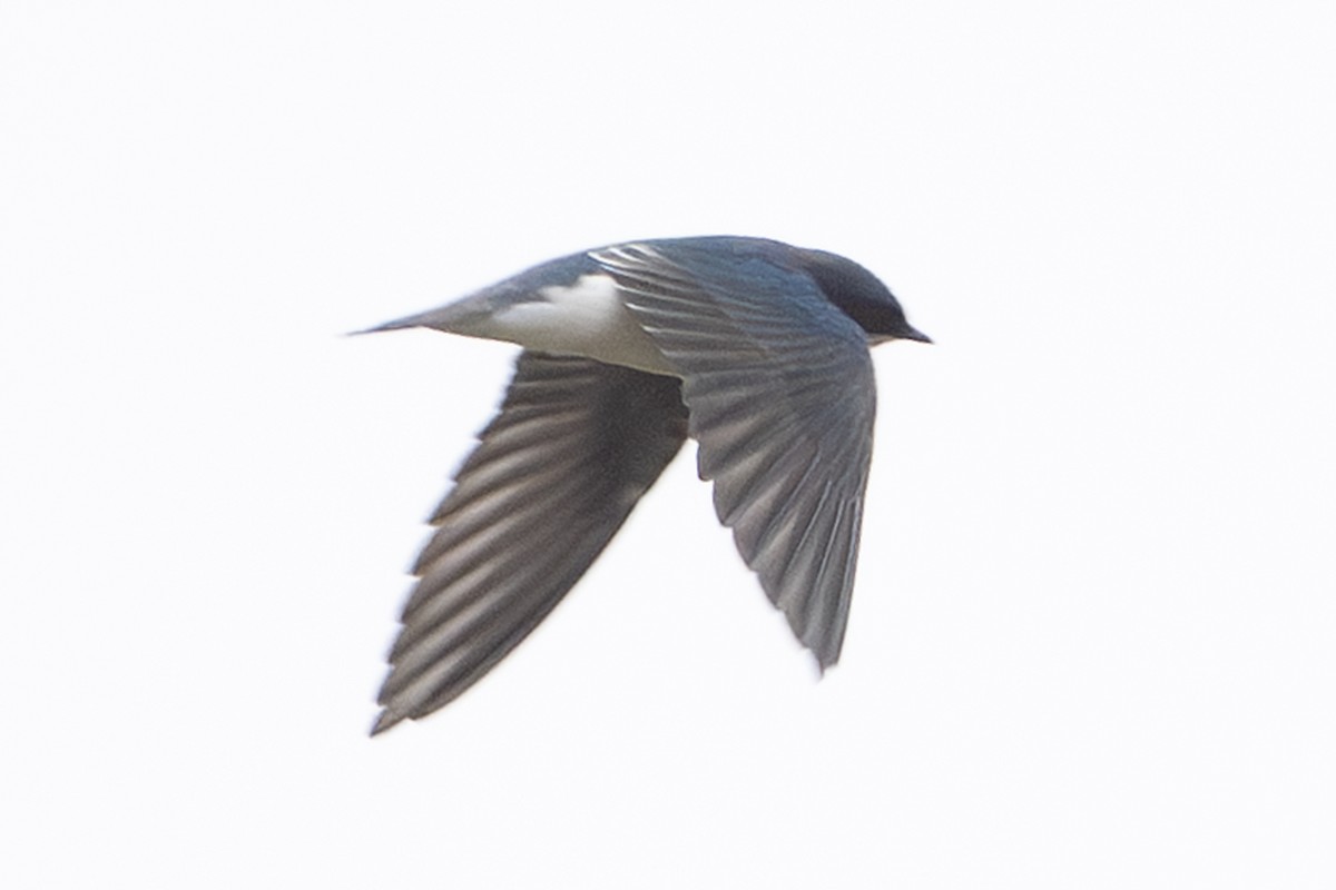 Tree Swallow - ML644266098