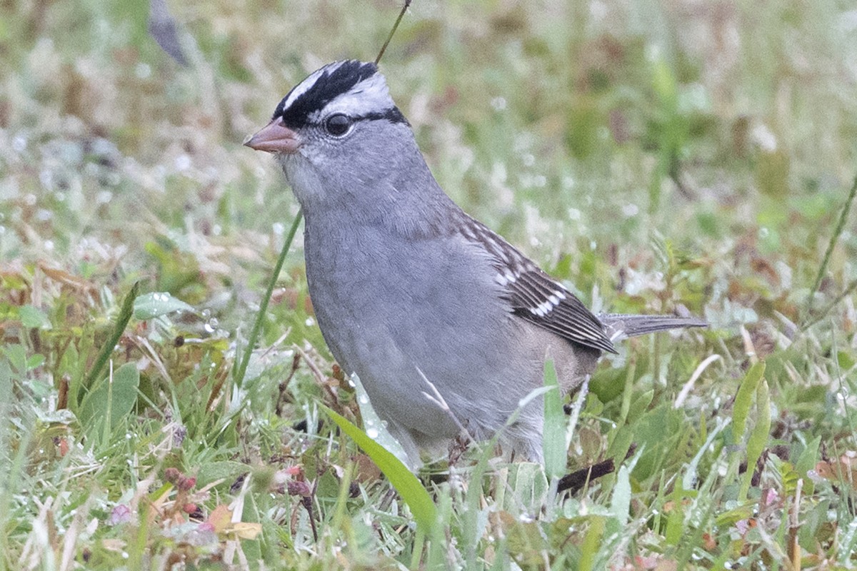 Dachsammer - ML644266107