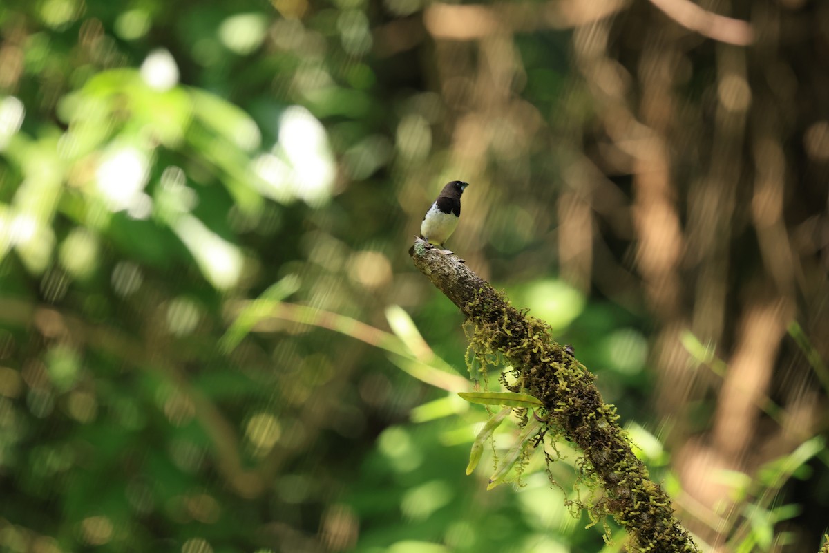 hvitgumpnonne - ML644266108