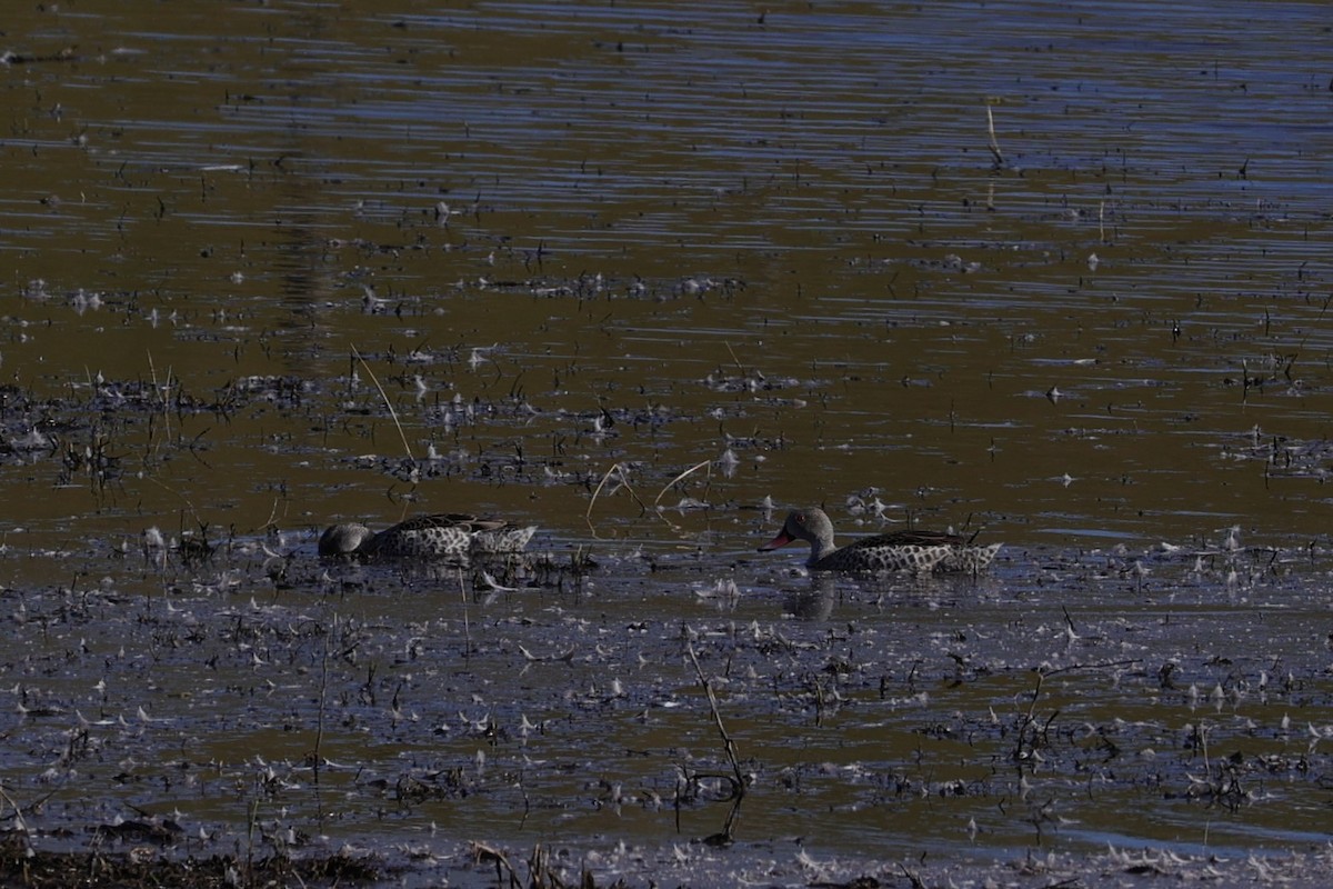 アカハシコガモ - ML644266115