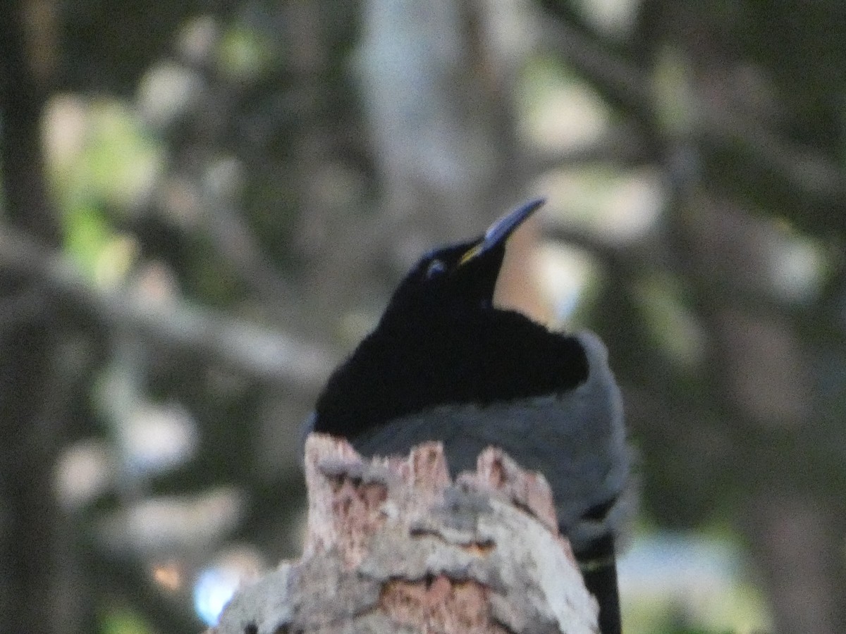 Victoria's Riflebird - ML644266120