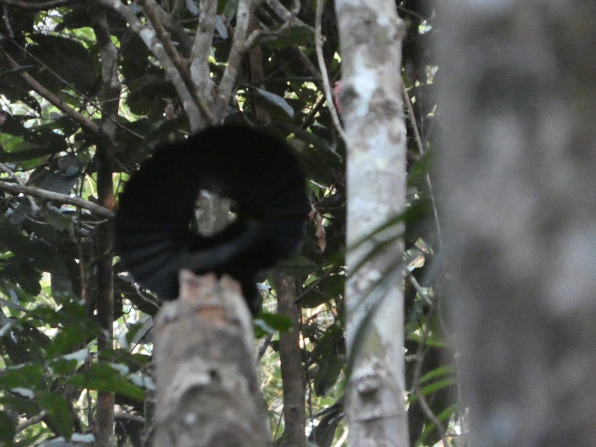 Victoria's Riflebird - ML644266121