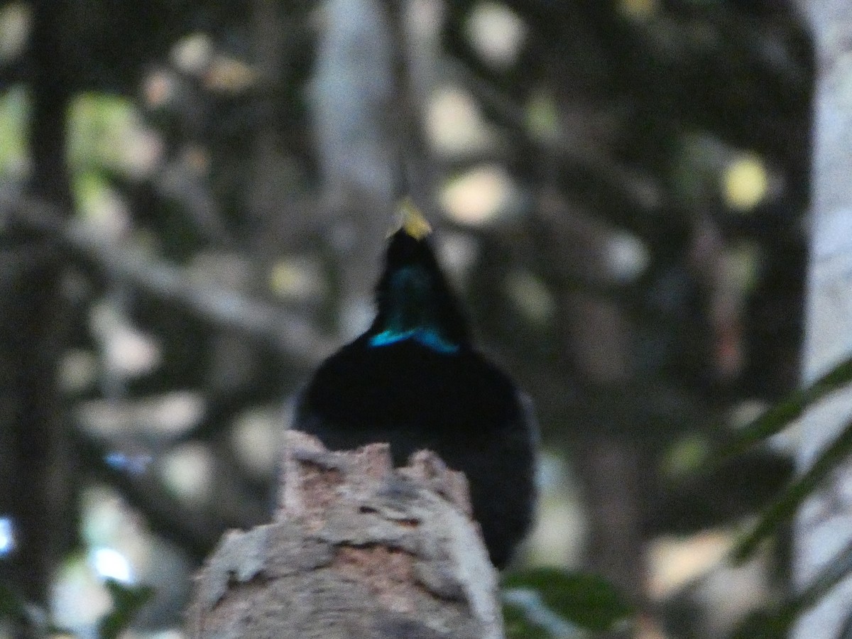 Victoria's Riflebird - ML644266122
